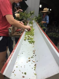volunteers sorting buds