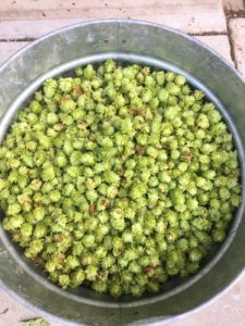 Cover photo for Craft Brewing: Tap Into a New Local Farm and Education Experience