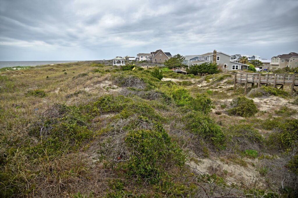 Beach plants landscape with houses in the background