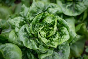 A close up of green lettuce. 