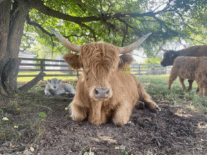 A horned cow sits on dirt beneath a tree and around other cows.
